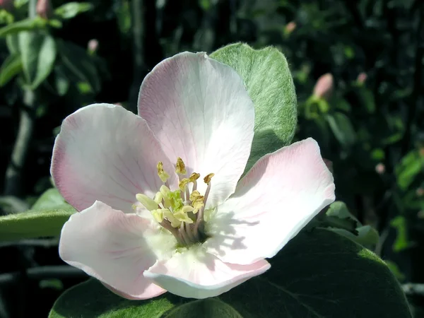 El membrillo - la flor del árbol frutal . — Foto de Stock