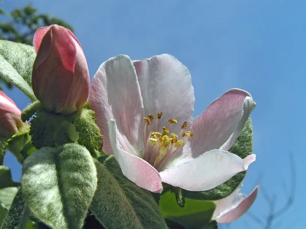 Le coing - une fleur d'arbre fruitier . — Photo