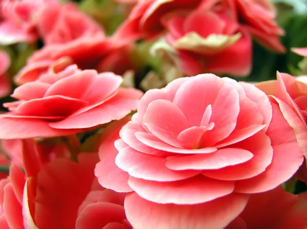 ピンクの花を咲かせて — ストック写真