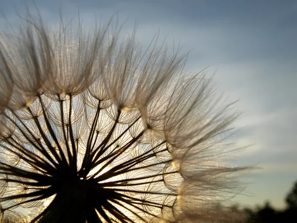 Güneşte karahindiba — Stok fotoğraf