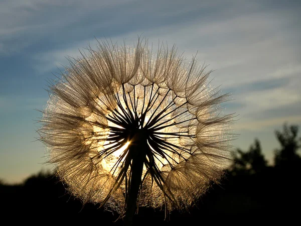 Dandelion in the sun. — Stock Photo, Image