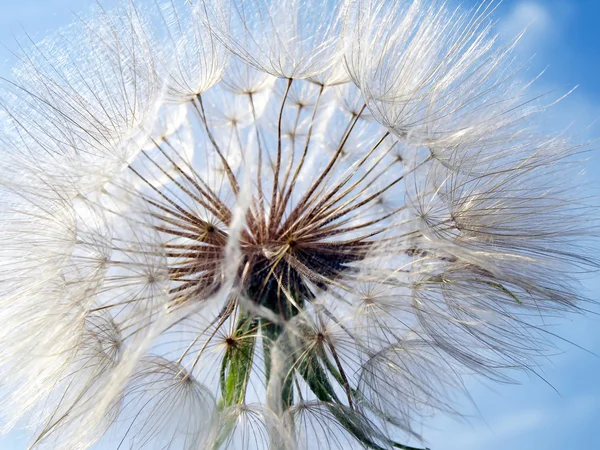Close-up of dandelion — Stock Photo, Image