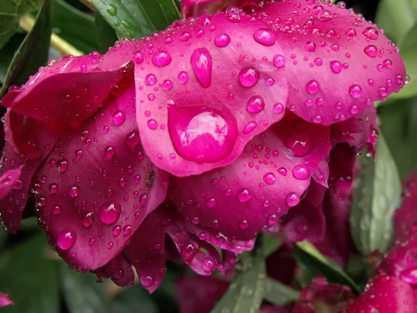 滴のクローズ アップの牡丹の花弁 — ストック写真