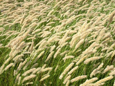 Grass with spikes.