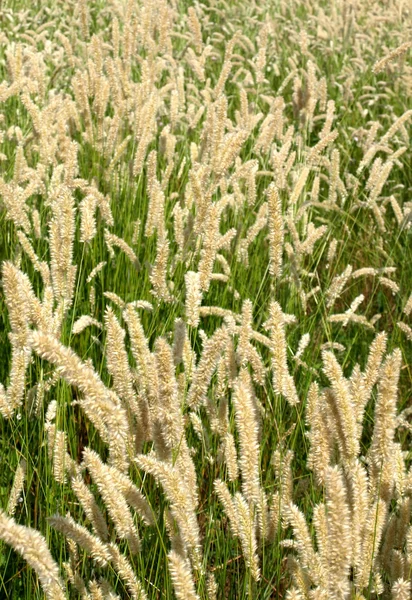 Stock image Grass with spikes