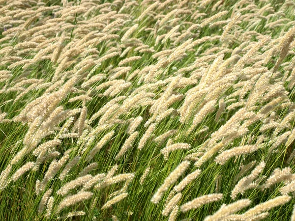 stock image Grass with spikes.