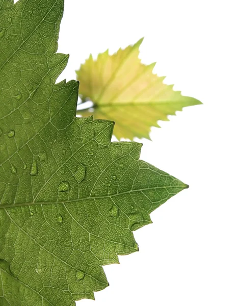 Rozmazany liście winogron — Zdjęcie stockowe