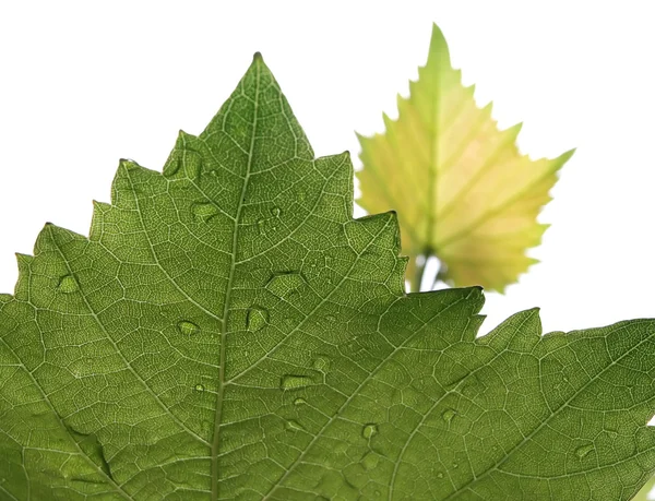 Smeared grape leaves — Stock Photo, Image