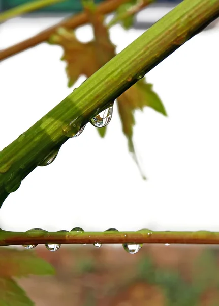 Krople deszczu na gałąź winorośli. — Zdjęcie stockowe