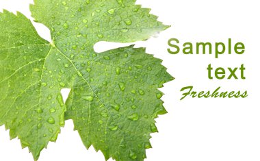 Grape leaves with drops - card clipart
