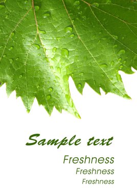 Grape leaves with drops - card 2 clipart