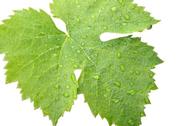 Grape leaves on a white 2 clipart