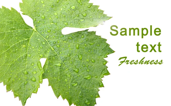 Grape leaves with drops - card — Stock Fotó