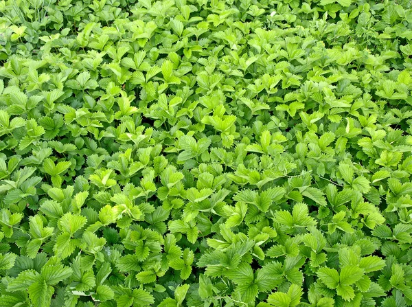 A green Bush texture — Stock Photo, Image