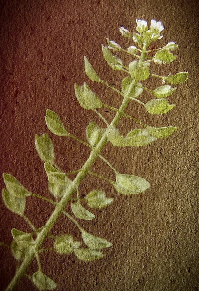La texture du vieux papier avec une fleur — Photo