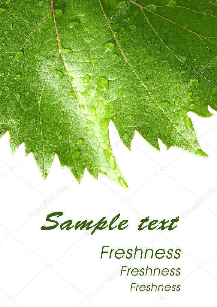 Grape leaves with drops - card 2