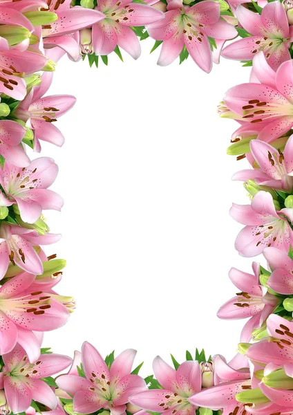 Frame of pink lilies — Stock Photo, Image