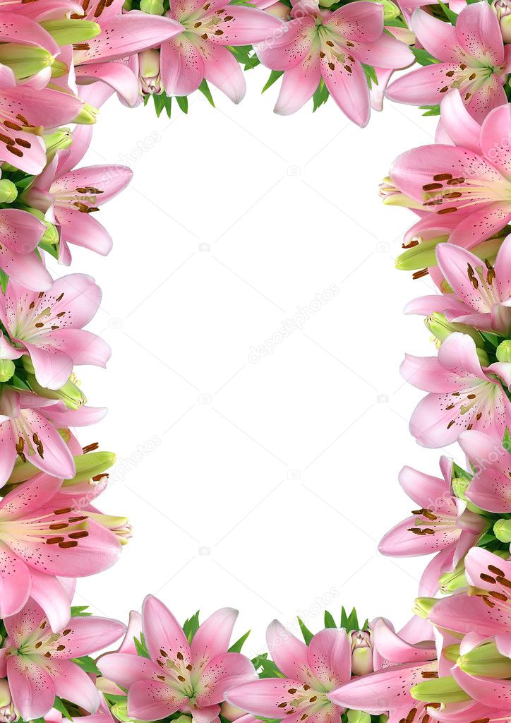 Frame of pink lilies