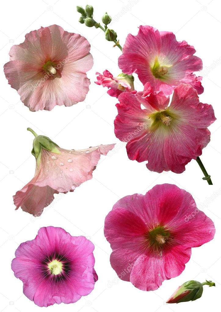 Mallow flowers isolated