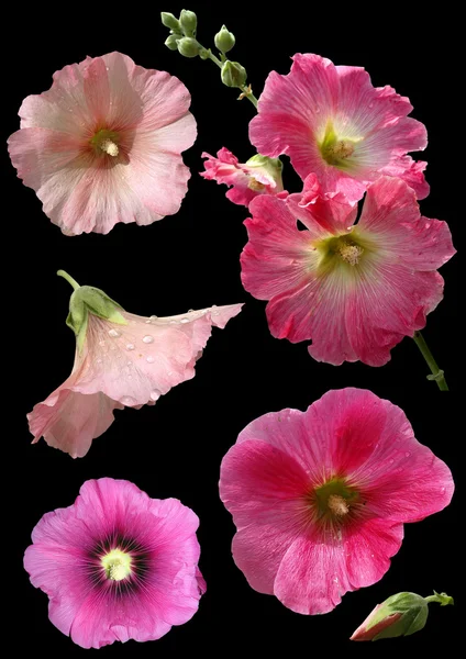 Flores de malva isoladas — Fotografia de Stock