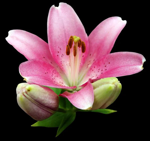 Lily rosa flor isolada — Fotografia de Stock