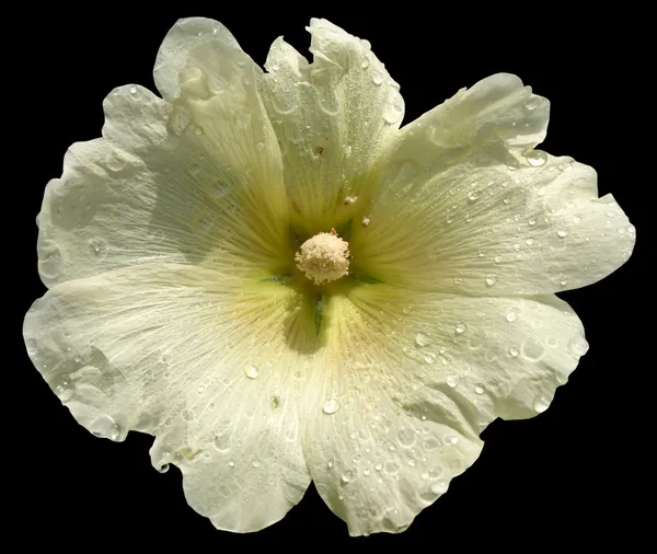 Kwiat na białym tle biały mallow — Zdjęcie stockowe