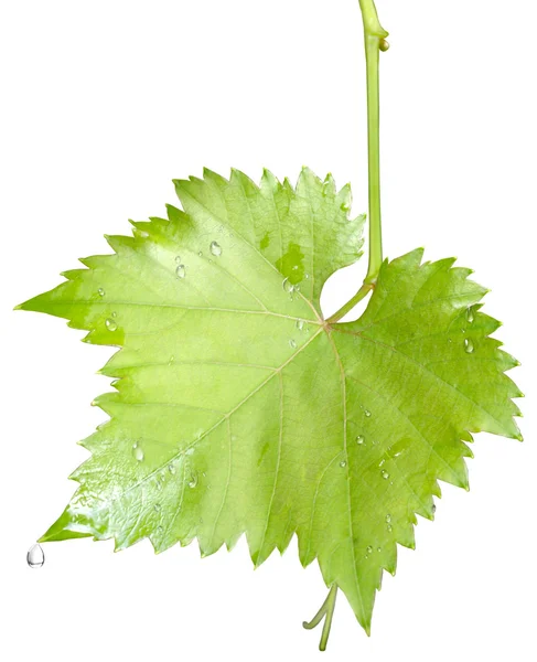 Виноградные листья с капельками дождя, изолированные — стоковое фото