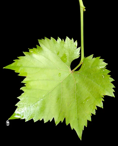 Виноградные листья с капельками дождя изолированы — стоковое фото