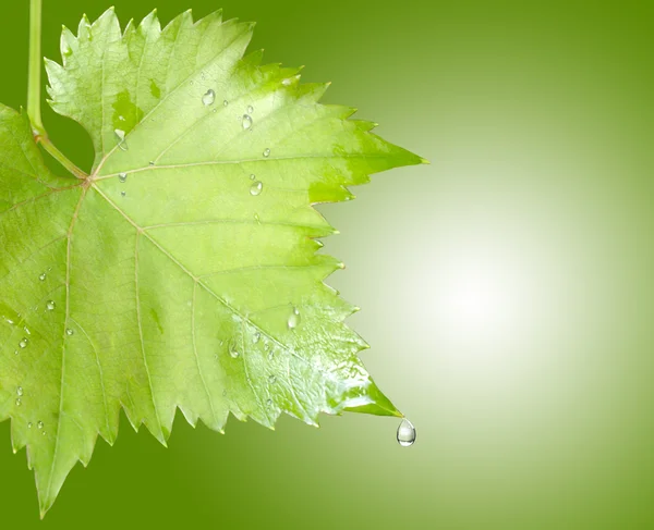 Wet grape leaves — Stock Photo, Image