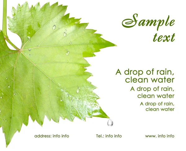 Виклик картки. Мокрі листя винограду ізольовані — стокове фото