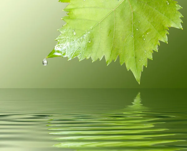 Yağmur damlaları ile ıslak üzüm yaprağı — Stok fotoğraf