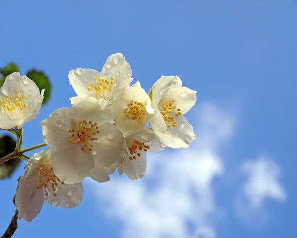 Świeże jasmine z krople deszczu — Zdjęcie stockowe