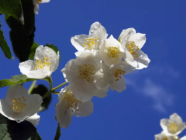 A branch of jasmine — Stock Photo, Image