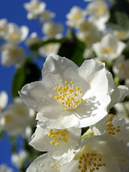 Jasmine fresco hermoso — Foto de Stock