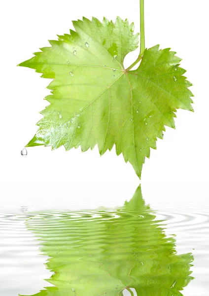 Folha de uva com gotas de chuva — Fotografia de Stock