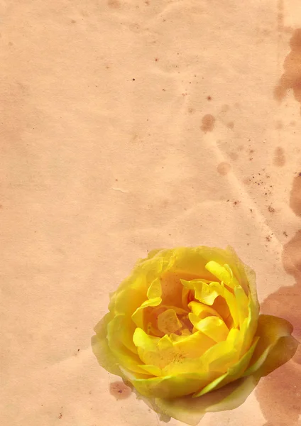 Старий папір з трояндою — стокове фото
