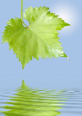 Grape leaf with raindrops clipart