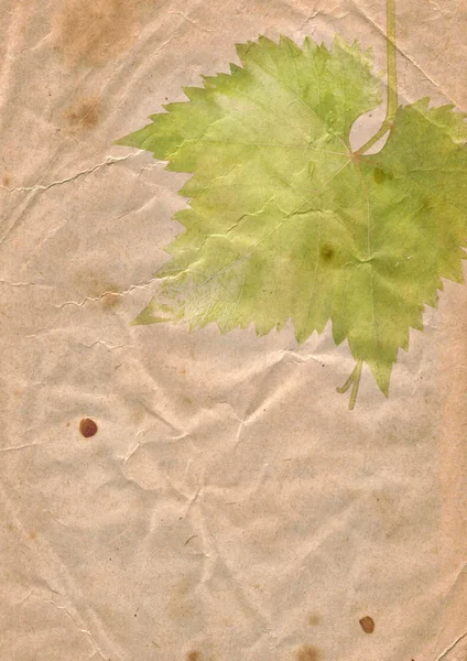 Stary papier z liści winogron — Zdjęcie stockowe