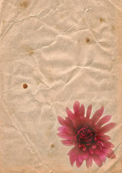 Altes Papier und Chrysanthemen — Stockfoto