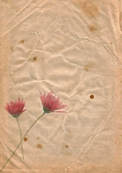 Старий папір з хризантемою , — стокове фото