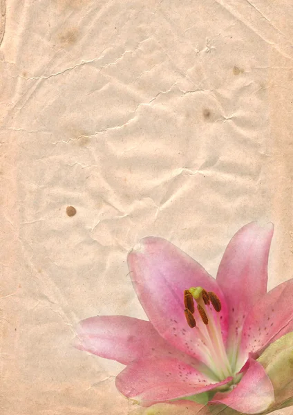 Pembe lily ile eski kağıt — Stok fotoğraf