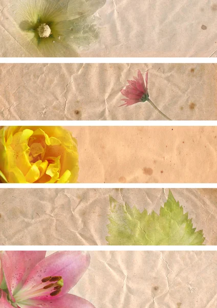 꽃 요소와 아름 다운 배너 — 스톡 사진