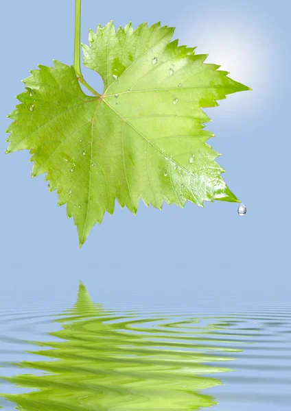 Grape leaf with raindrops — Stock Photo, Image