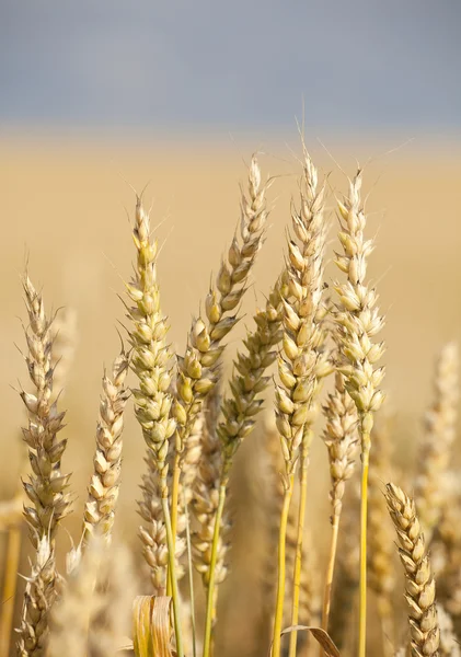 Orecchie di grano sullo sfondo cielo — Foto Stock