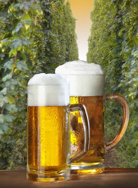 Iki bira ile natürmort — Stok fotoğraf