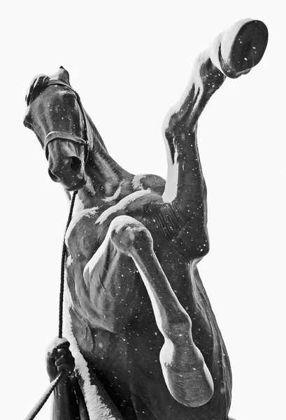 Oswajanie koni — Zdjęcie stockowe