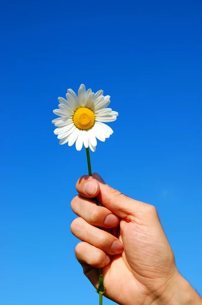Hand met een daisy — Stockfoto