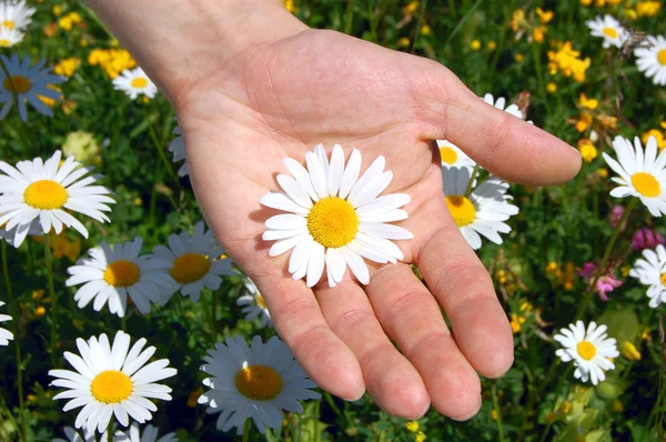 Ruce držící daisy — Stock fotografie
