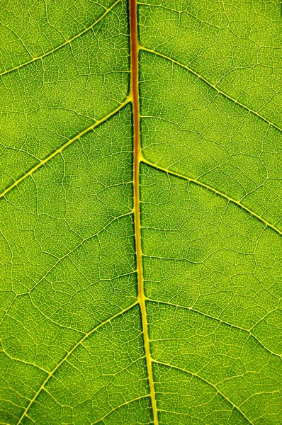Tekstura zielonego liścia — Zdjęcie stockowe