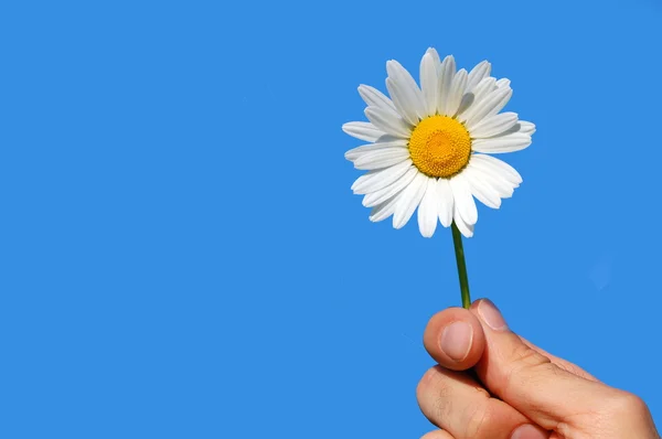 Hand holding a daisy — Stock Photo, Image